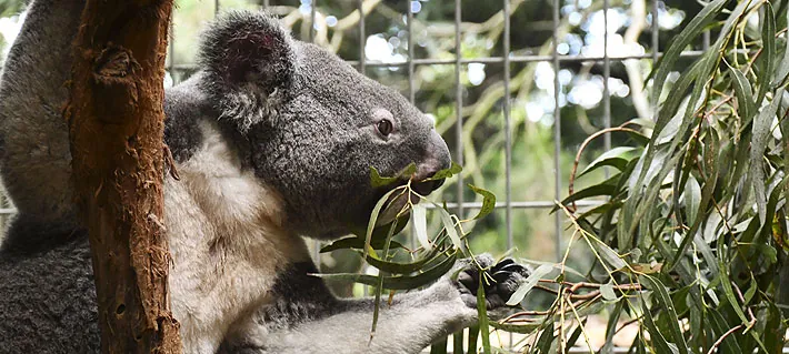 Cómo el cambio climático ha modificado el comportamiento de los koalas: Beben agua de regadores y piscinas