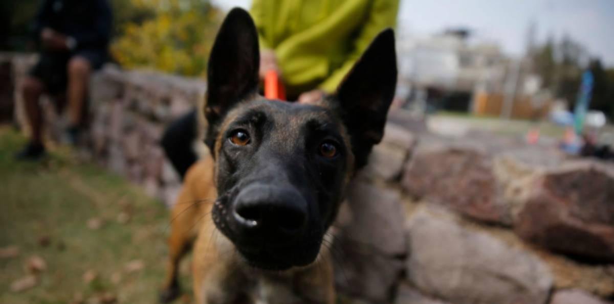 Mujer fue detenida por maltrato animal en Antofagasta: Tenía 15 perros en su domicilio