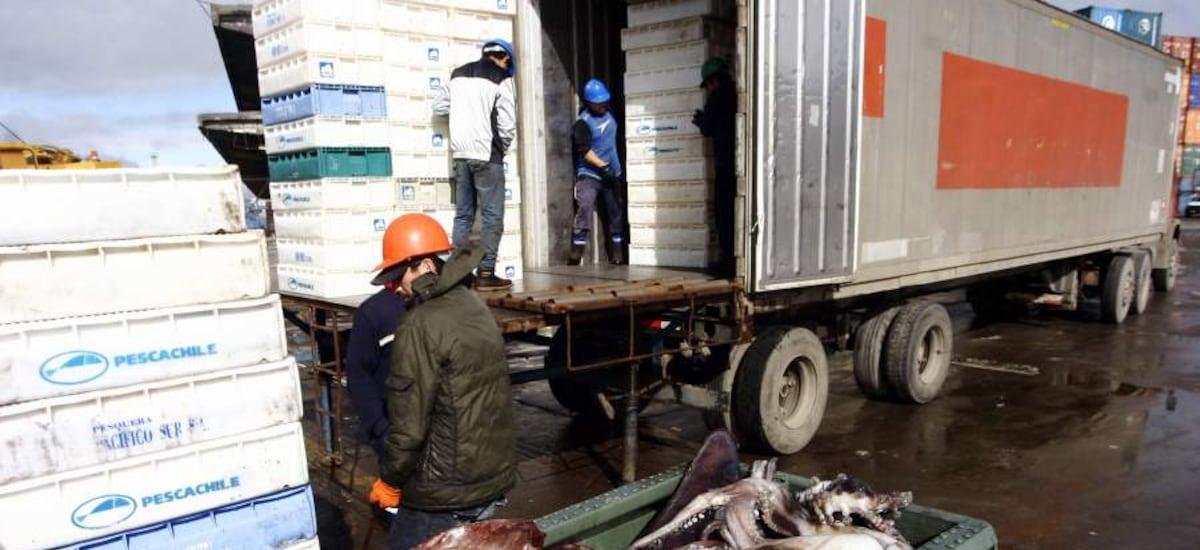 Organización internacional acusa que China sobreexplota la jibia y advierte impacto para Chile