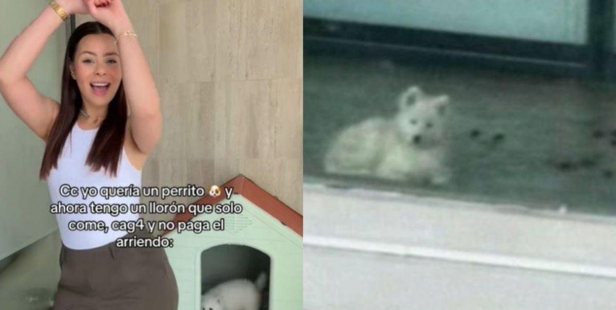 VIDEOS: los tristes registros de la mascota de influencer acusada de maltrato animal