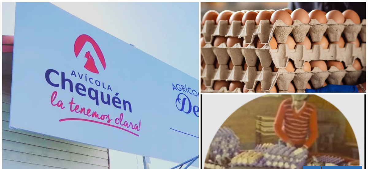 Casi 70 años llegan a su fin: Chequén, una de las avícolas más antiguas de Chile, anuncia su cierre
