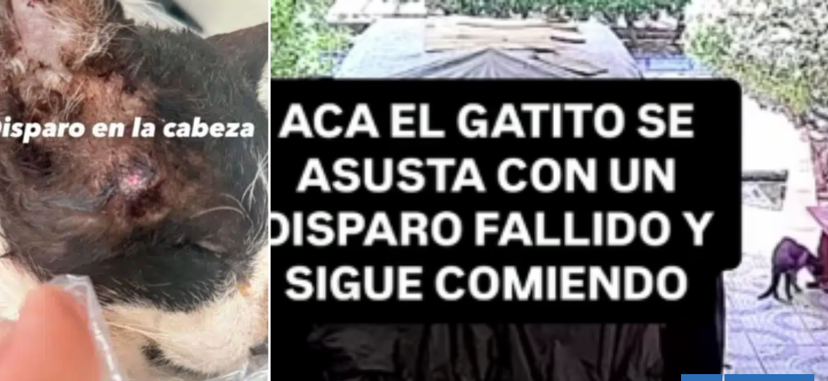 Conmoción por caso de crueldad animal en Calama: dos gatos murieron tras ser baleados