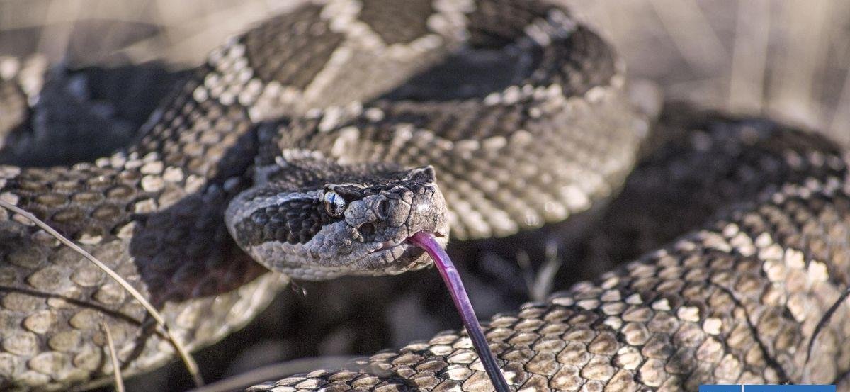 SAG busca a serpiente cascabel suelta en San Antonio tras avistamiento de vecinos