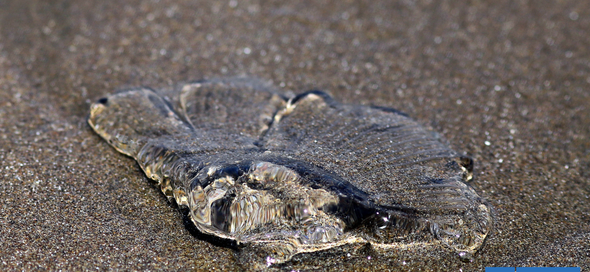 Playas de Cartagena, El Tabo y Santo Domingo siguen restringidas por presencia de fragata portuguesa