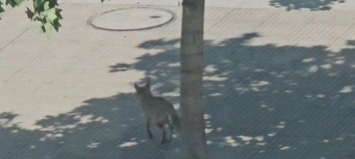 Reportan presencia de zorro en Las Condes: Deambula desorientado entre el Parque Araucano y Alonso de Córdova
