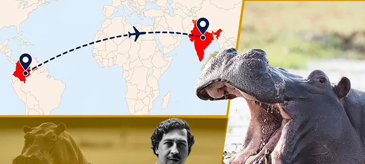 Así es Vantara, el "arca" biotecnológica en la India que busca acoger a los hipopótamos de Pablo Escobar