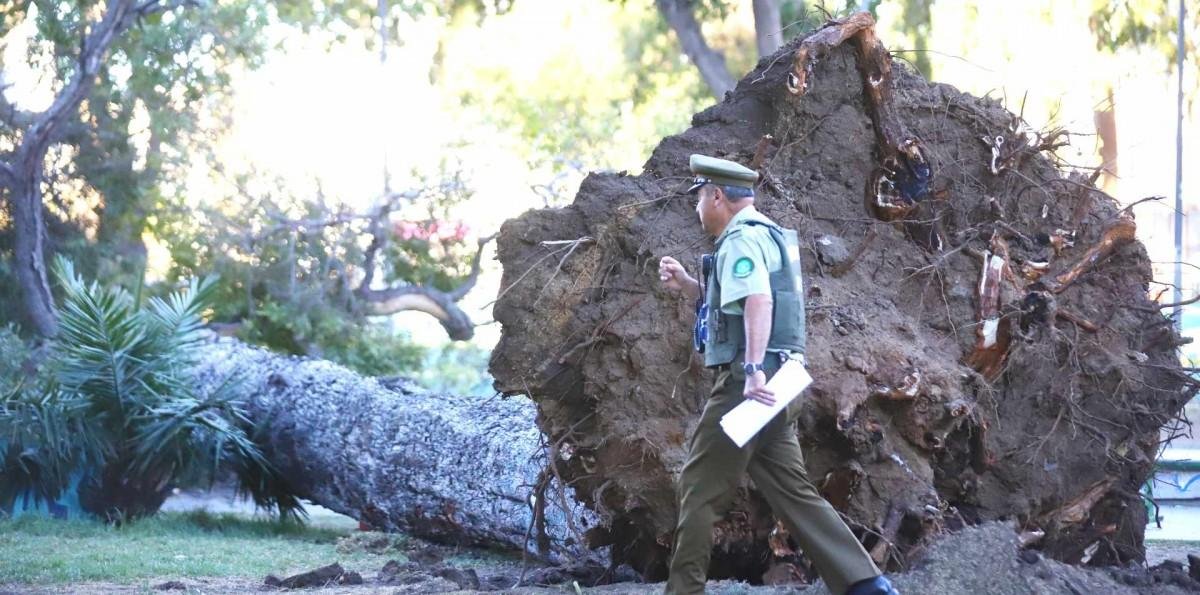 Tragedia en Valparaíso: Una persona muere y otra resulta herida tras caída de árbol en una plaza