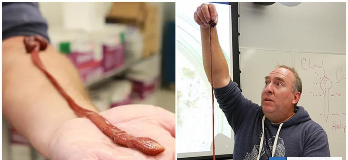 Gusano mascota de un científico bate récord de longevidad: "Es suave, flexible y ágil"