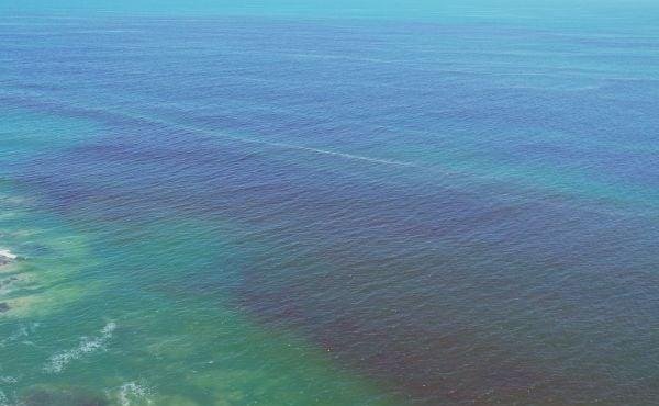 Floración de algas obscurece en mar en Antofagasta