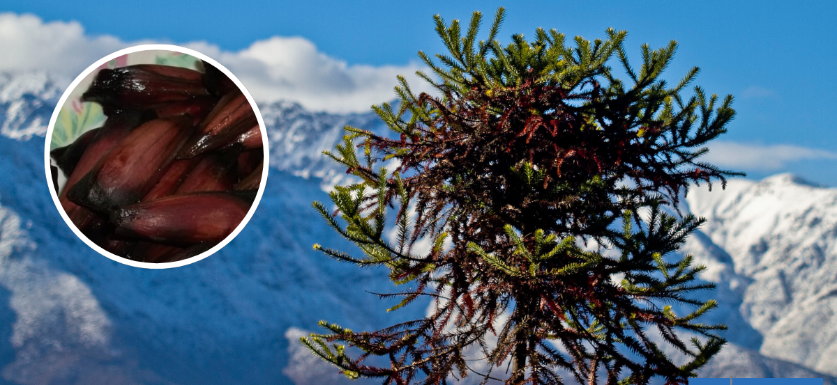 Alertan que cambio climático acelera caída del piñón y genera un daño irreversible para la araucaria