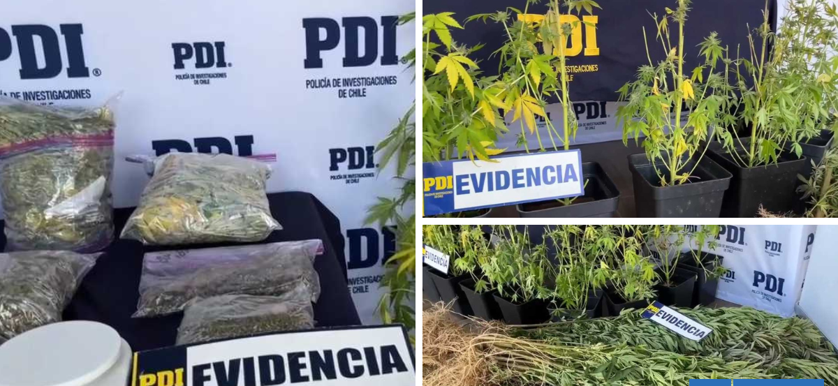 Detienen a hombre tras ser descubierto con 25 plantas de marihuana en Máfil
