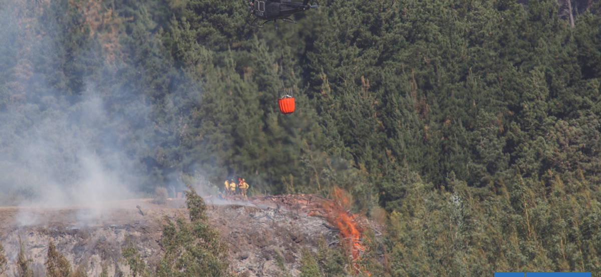Cifran en 280 hectáreas siniestradas en Parque Nacional Nonguén: restauración tardaría más de 10 años