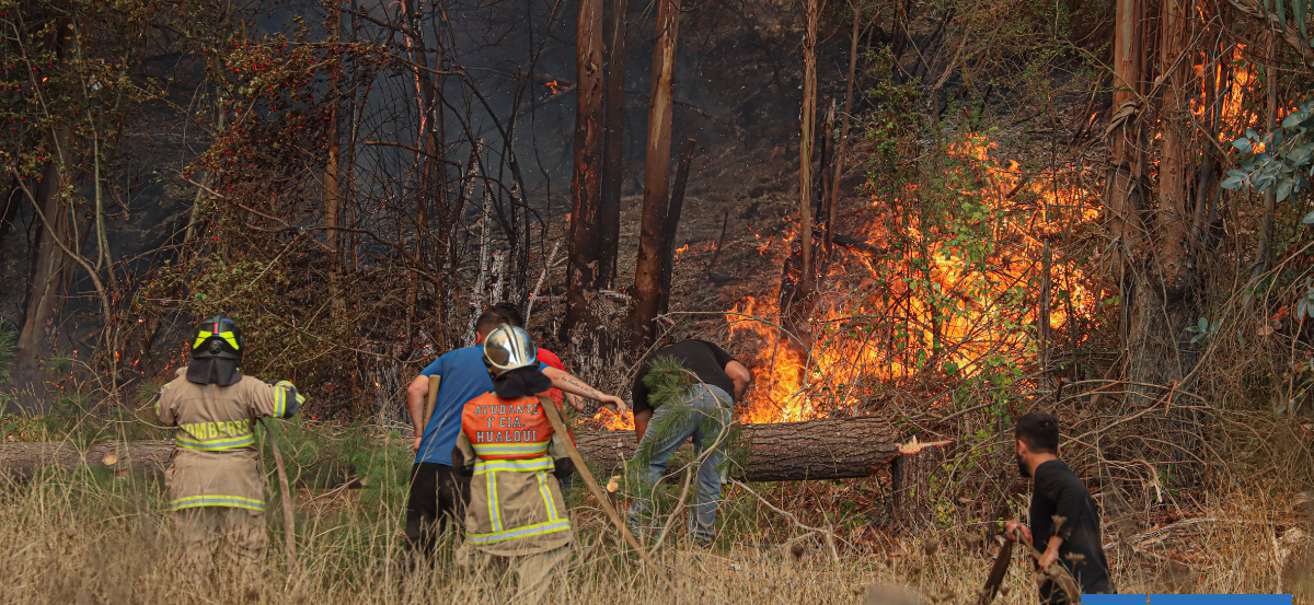 Senapred advierte alto riesgo de incendios forestales en Los Lagos por estrés hídrico