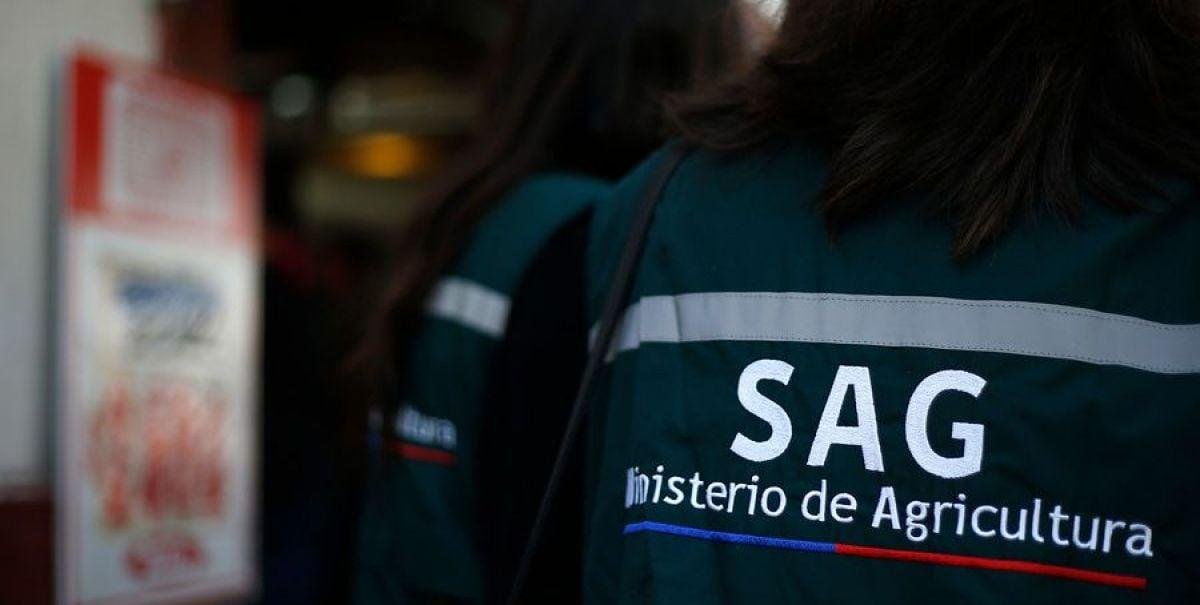 Por brote de influenza aviar "altamente patógena": SAG suspende importaciones avícolas desde Argentina