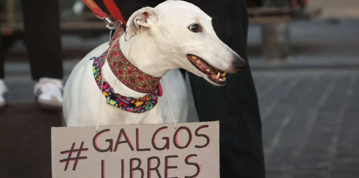 Avanza proyecto que prohíbe las carreras de galgos: Estas son las sanciones que contempla la iniciativa