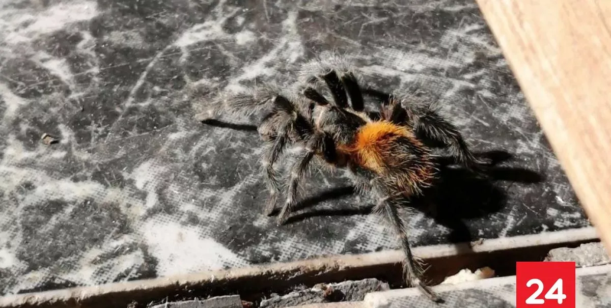 Nueva especie de tarántula lleva el nombre de niño chileno: fue hallada en la costa de la Región de Valparaíso