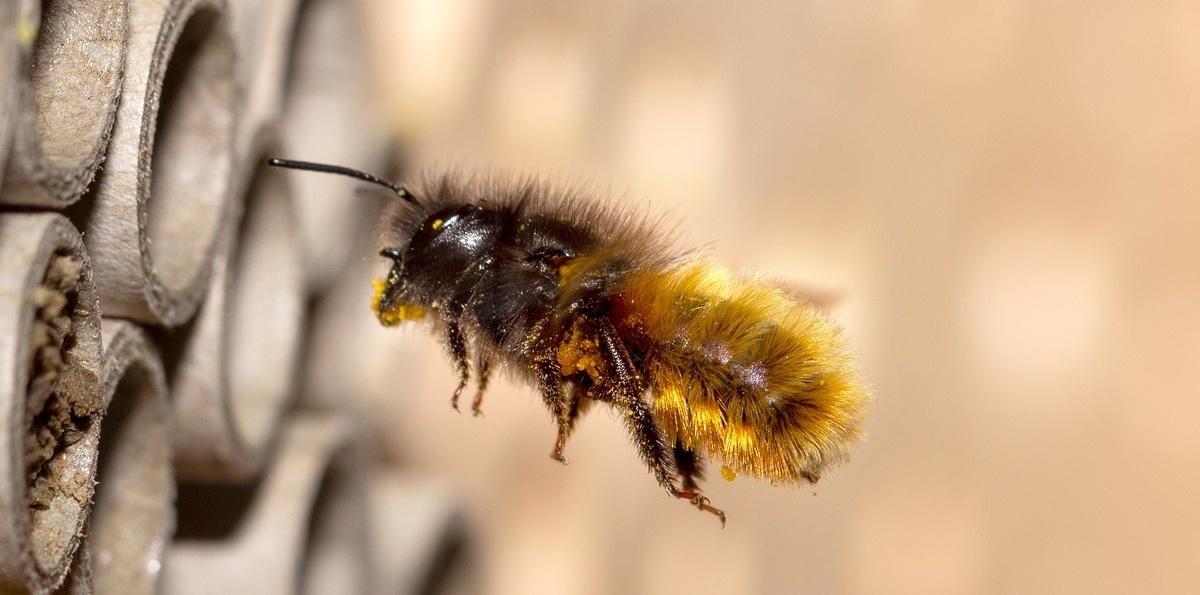 [Audio] ¿Cuándo es necesario acudir a Urgencia por una picadura de abeja?