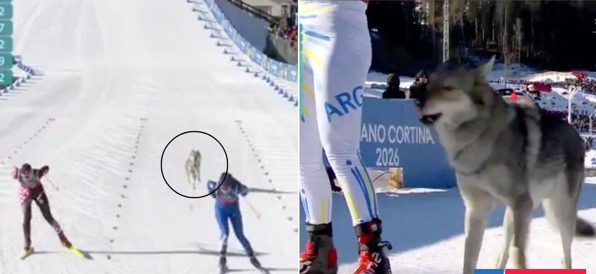 JJOO de Invierno: perro lobo irrumpe por sorpresa en sprint final y roba la atención a esquiadoras top