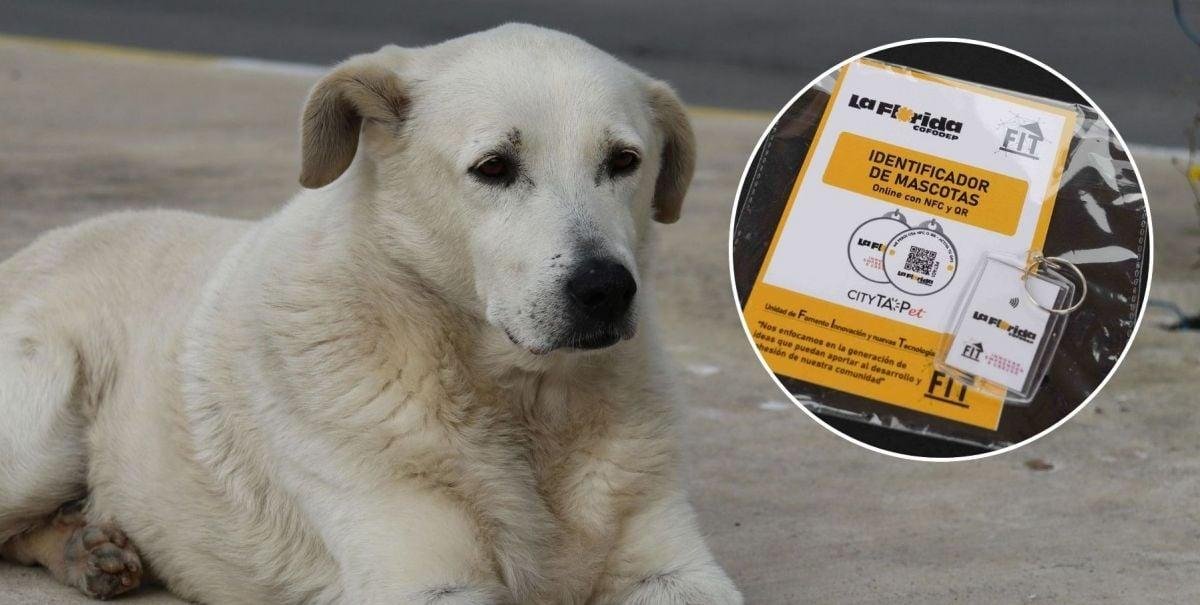 Para vecinos de La Florida: Así puedes recibir un collar de rastreo gratuito para tu mascota