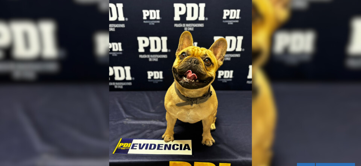 Detienen a sujetos por robo de perro en Calama: dueña los pilló, pero exigían $100 mil para devolverlo