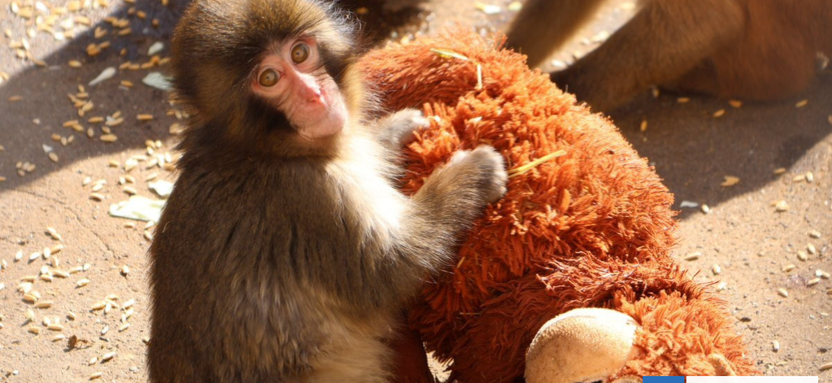 Piden trasladar a monito rechazado por su madre a santuario: afirman que sufre un trauma