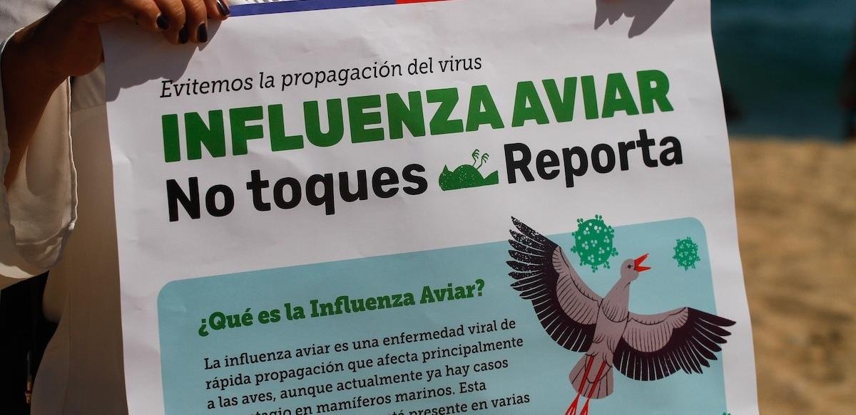 Uruguay declaró emergencia sanitaria por gripe aviar y restringió el movimiento de aves