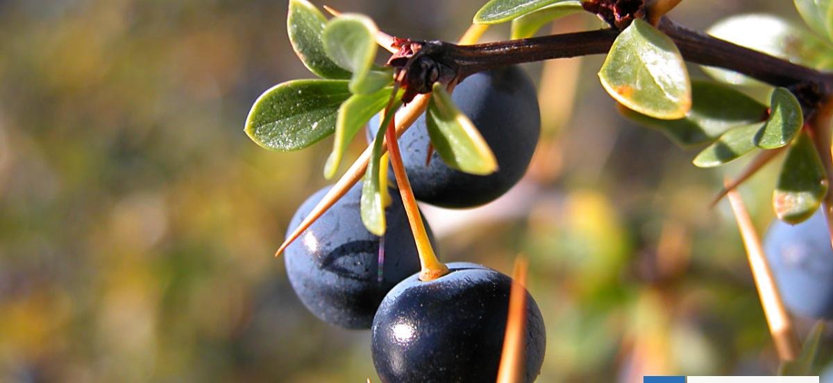 Qué es el calafate, el "superalimento" chileno con potencial medicinal que hasta previene la obesidad