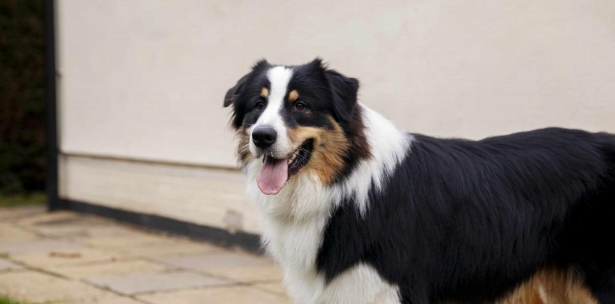 Perro mordió a adolescente al interior de un ascensor en edificio de Ñuñoa: Dueño tendrá que pagar cerca de $270 mil