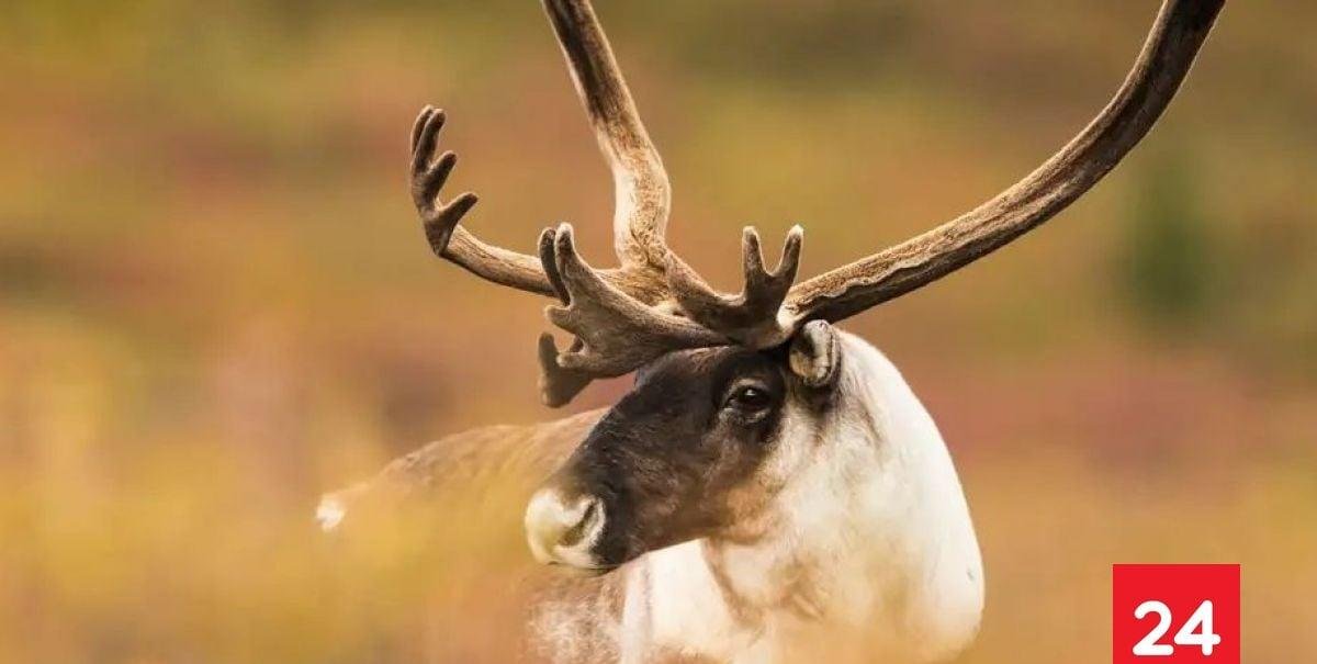 Los renos se comen sus cuernos por un motivo inesperado