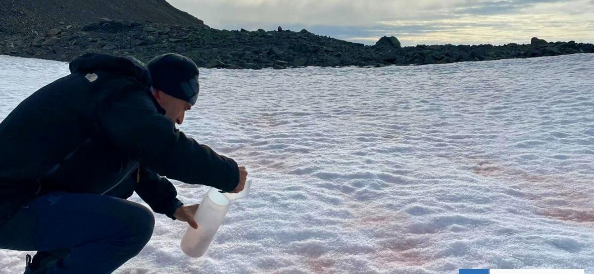 ¿Qué es la "nieve rosa" de la Antártica y por qué está acelerando el deshielo?