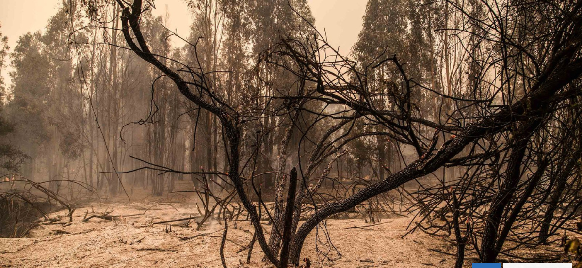 ¿Habría sido posible evitar la tragedia?: Definiciones que pueden salvar vidas