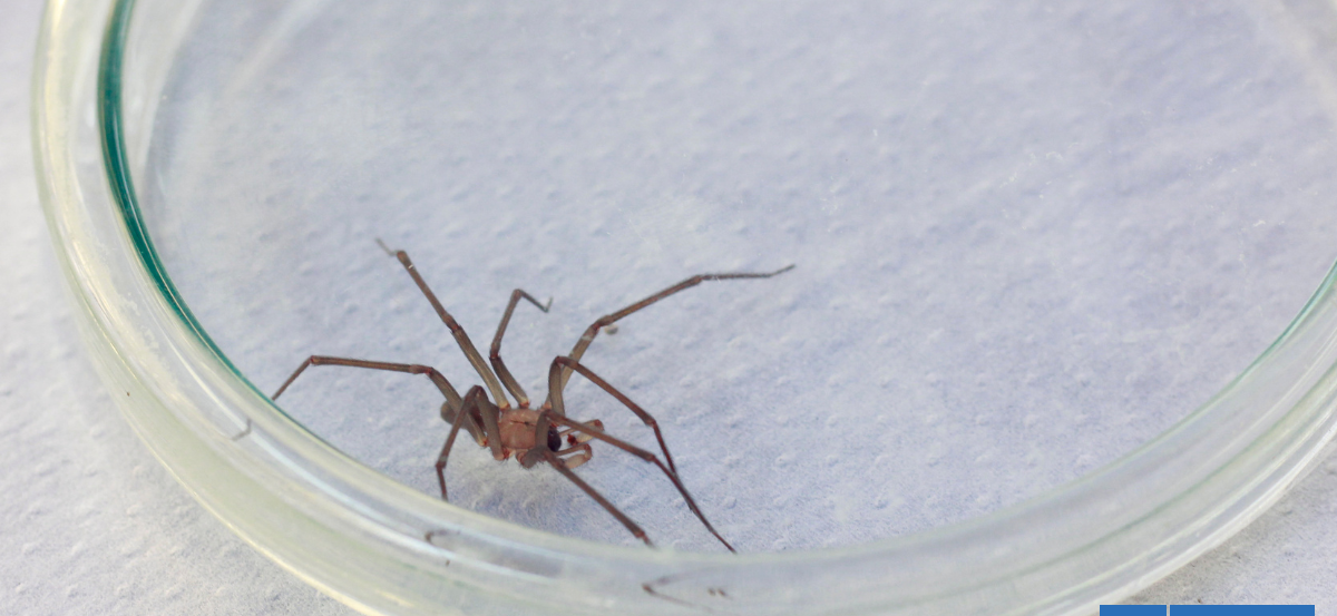 9 medidas que puedes tomar para evitar mordeduras de arañas de rincón: su presencia aumenta en verano