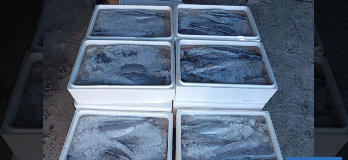 Sorprenden a sujeto transportando ilegalmente una tonelada de merluza en Ruta 5 Sur cerca de Paillaco