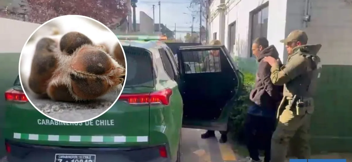 Prisión preventiva para sujeto por faenar y asar perro con una parrilla en vía pública de La Pintana