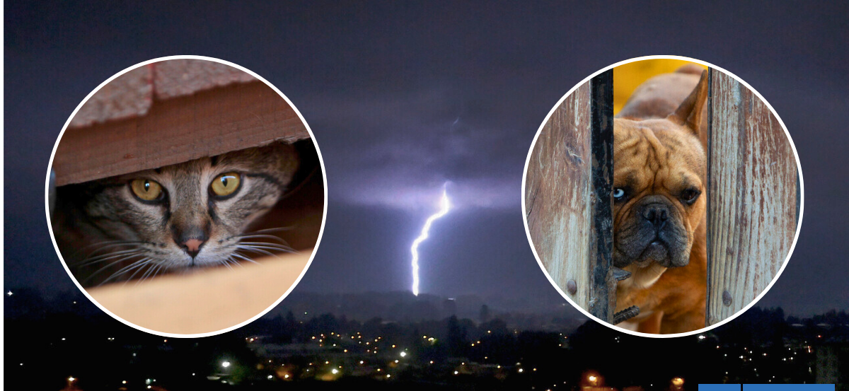 ¿Tus mascotas se asustan con los truenos? 5 consejos para que no sufran durante una tormenta eléctrica