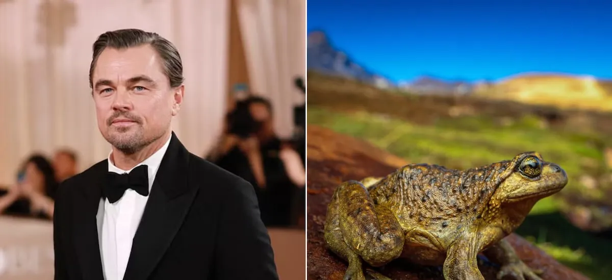Delegado presidencial del Maule responde a dichos de Rincón ante rechazo a proyecto eléctrico criticado por Leonardo DiCaprio