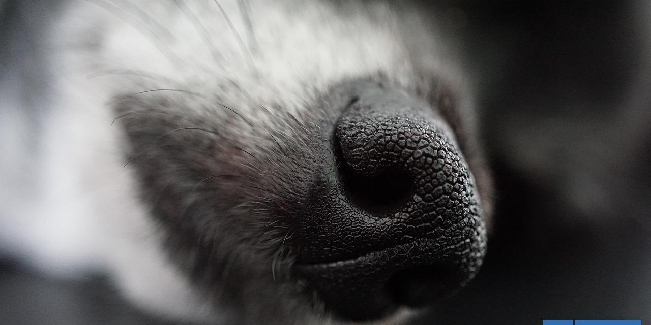 Investigan presunto maltrato animal en Valdivia: encuentran 3 perros muertos y dos con desnutrición