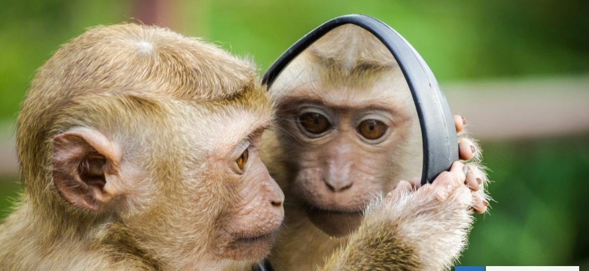 Qué es la peligrosa "vida espejo" que podría propagarse y causar la muerte generalizada de humanos