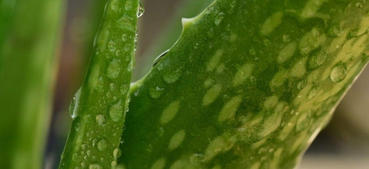 La planta medicinal que puede ayudar a combatir el Alzheimer, según un estudio