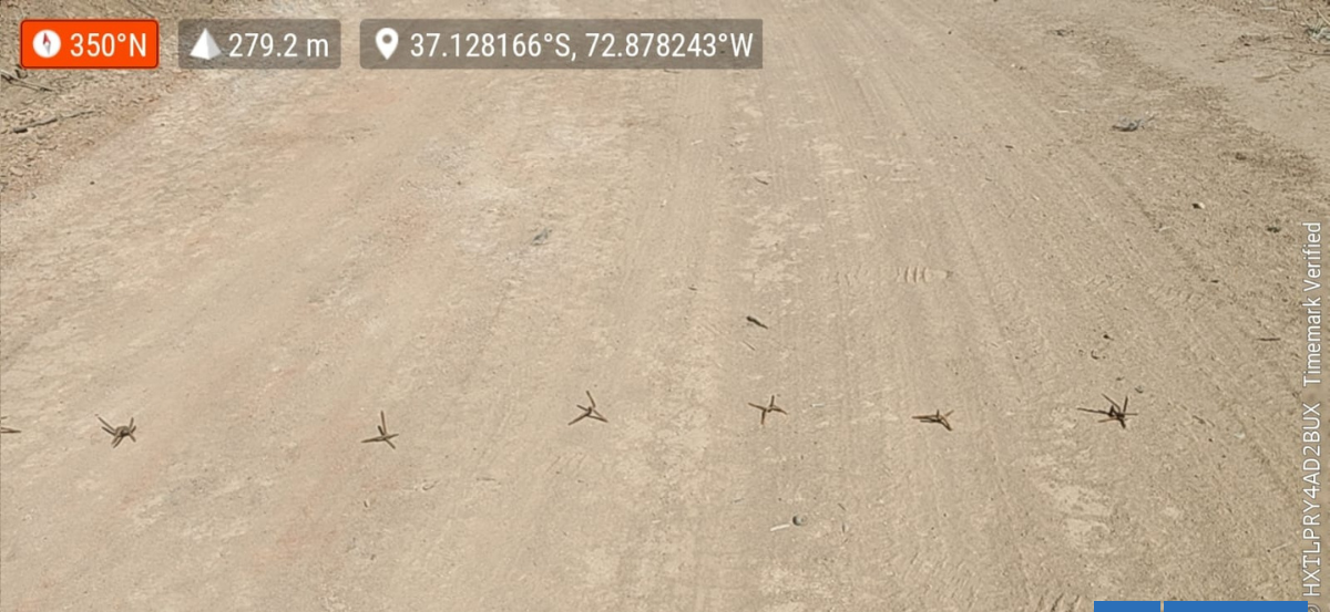 Arauco denuncia presencia de miguelitos en camino de predio con alto riesgo de incendio en Hualqui