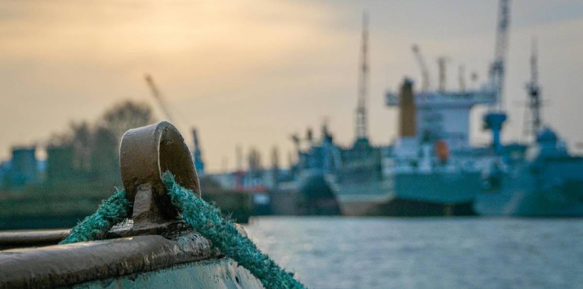 ONG denuncia sobreexplotación en la pesca de jibia y alerta impacto en Chile