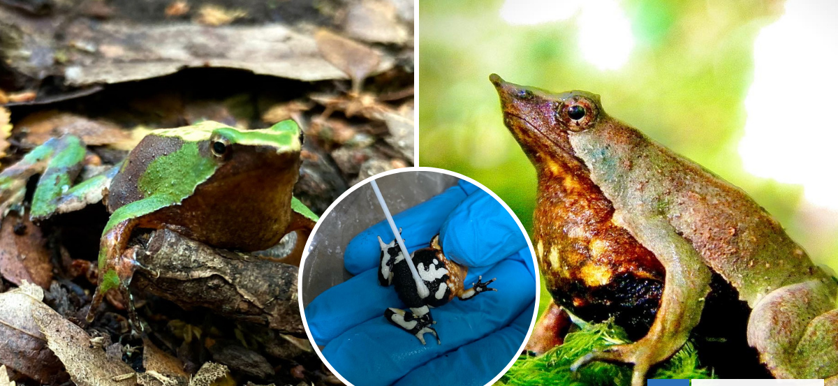 Investigación chilena descubre cómo un hongo invasivo provoca epidemias letales en anfibios terrestres