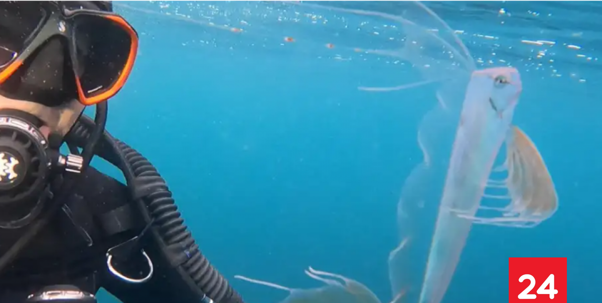 Hallan raro pez de aguas profundas a metros de la superficie