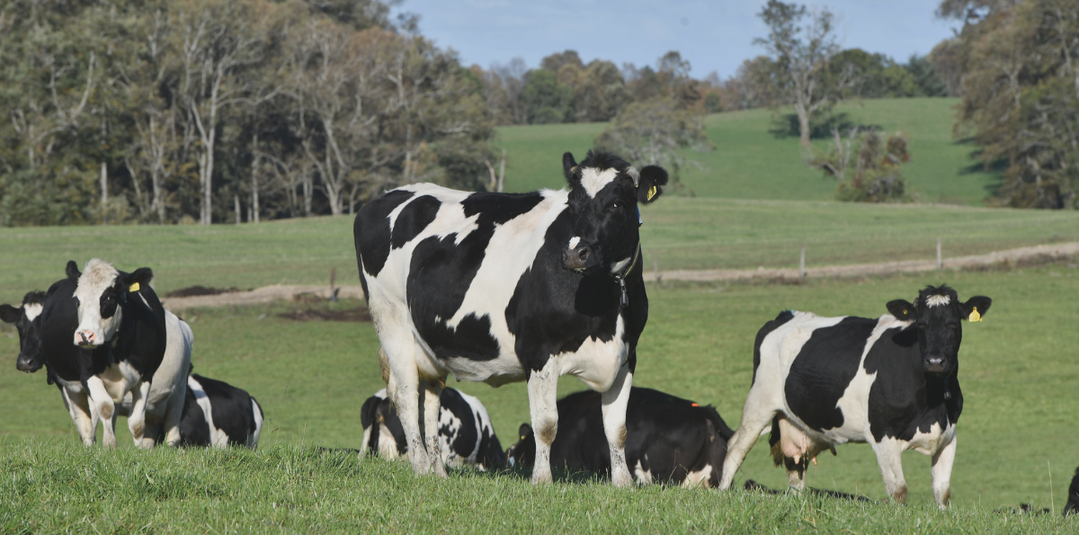 Hasta 15 mil litros extra por hectárea: detectan potencial lechero en regiones del sur