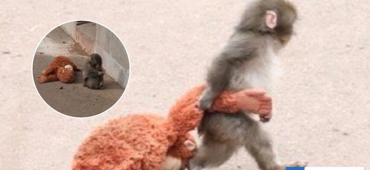 Monito rechazado por su madre derrite corazones al acurrucarse con peluche que lleva a todos lados