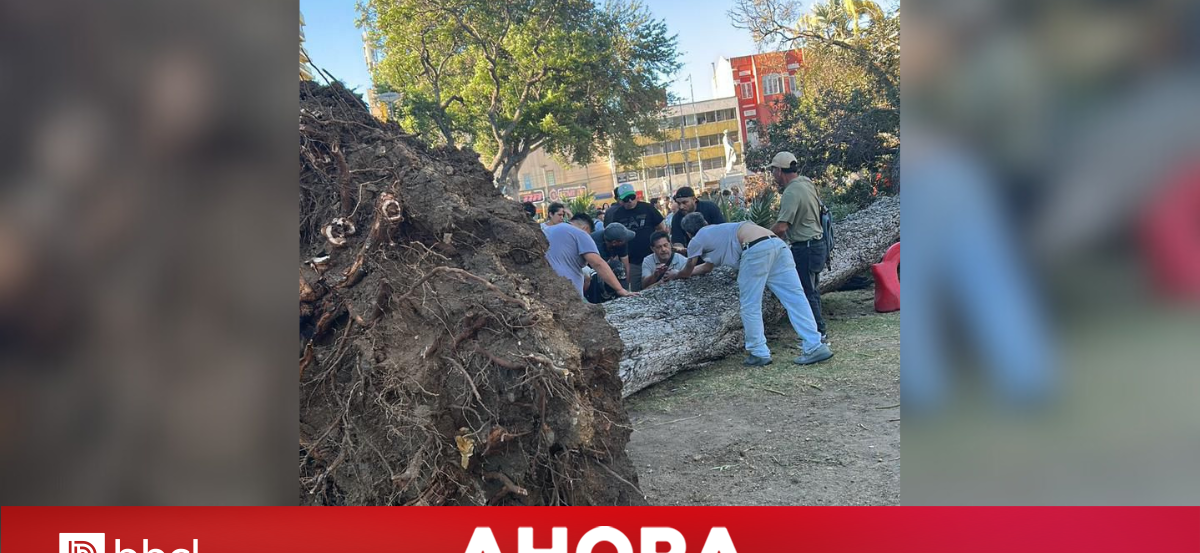VIDEO | El momento exacto cuando árbol de gran tamaño cae en Parque Italia de Valparaíso: un fallecido
