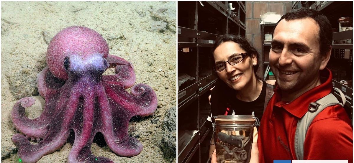 Científicos chilenos descubren nueva especie de pulpo que amplía la biodiversidad del Océano Pacífico