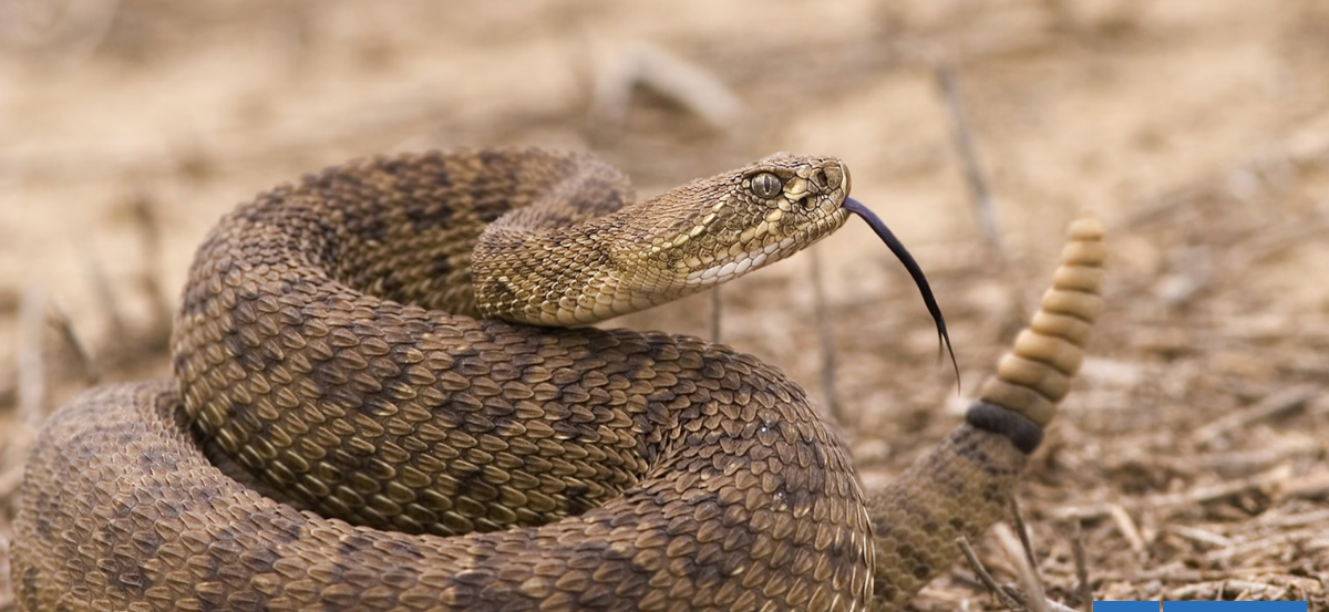 Qué tan peligrosa es la serpiente cascabel y cómo luce: víbora está suelta en San Antonio