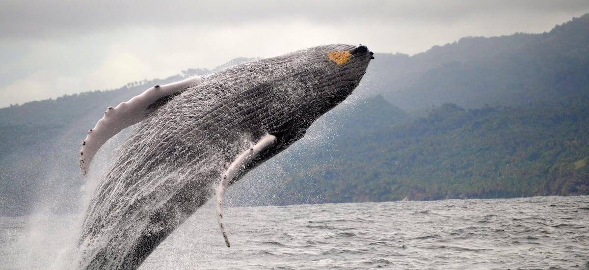 La justa protección del medioambiente