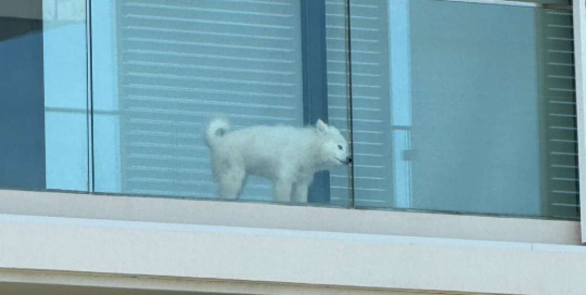 Denuncian a conocida influencer por supuesto maltrato animal: vecinos publicaron fotos en Sosafe